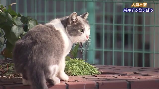 野良ネコと人間が共存 地域猫活動 を続ける女性 広島 広島ニュースtss Tssテレビ新広島