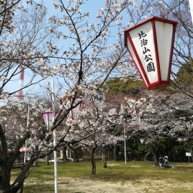 比治山公園の桜 アナブログ 棚田徹 Tssテレビ新広島