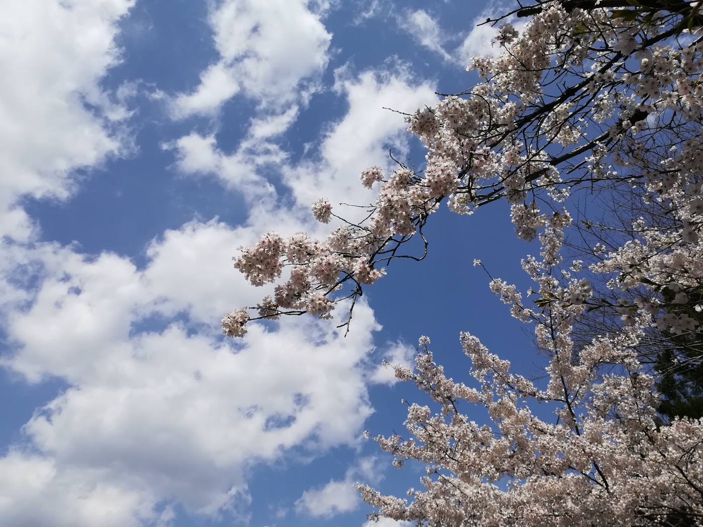 比治山公園の桜 アナウンサーブログ 棚田アナ Tssテレビ新広島