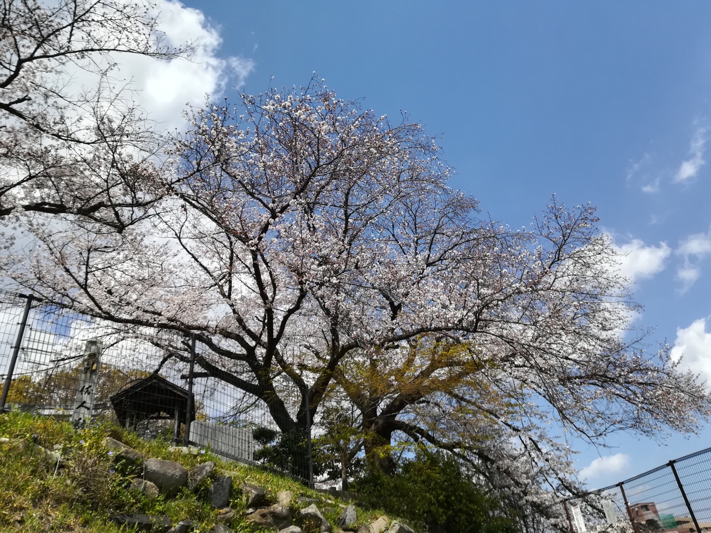 比治山公園の桜 アナウンサーブログ 棚田アナ Tssテレビ新広島