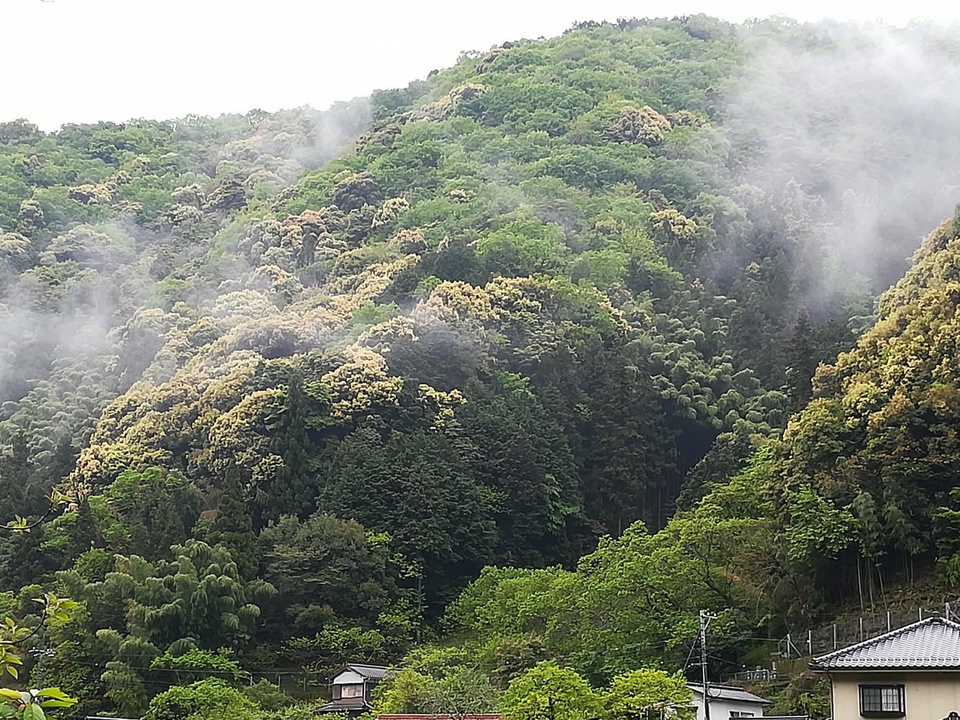 新緑が気持ちいい アナウンサーブログ 棚田アナ Tssテレビ新広島