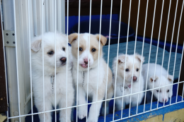 生き物の命を守る活動 ペットを飼うということ わんぱく大作戦 Tssテレビ新広島